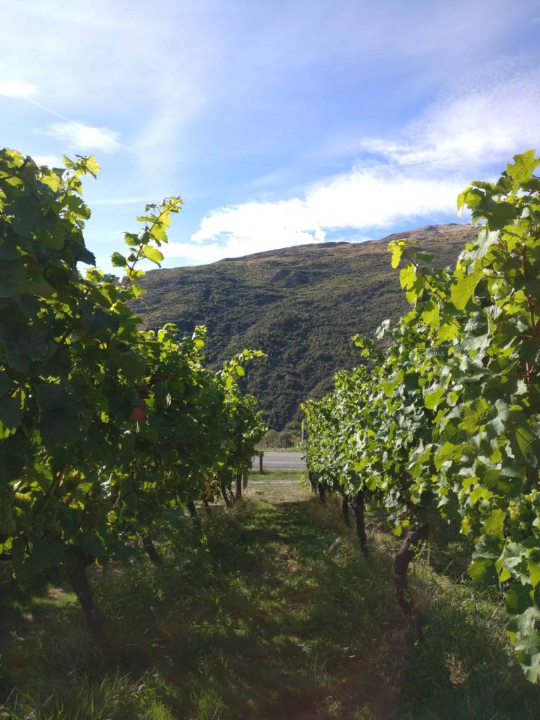 Gibbston Valley Vineyard New Zealand