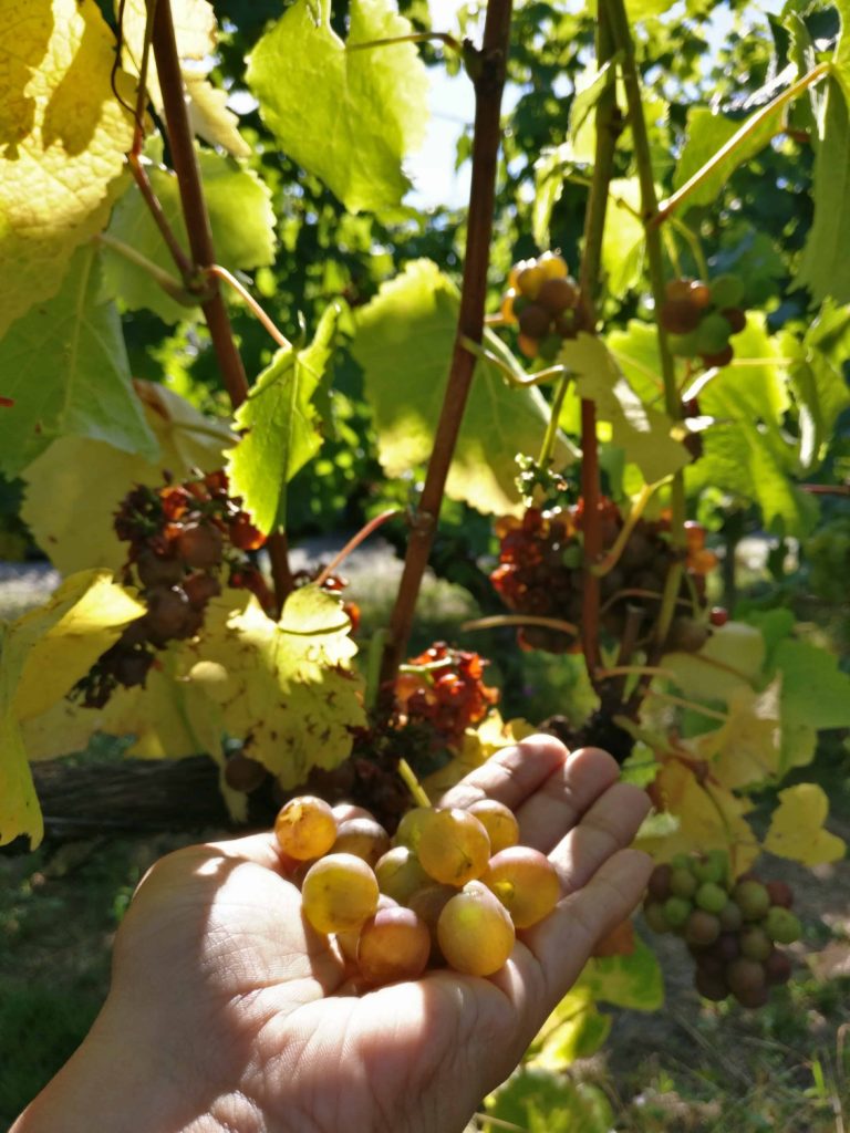 Gibbston Valley Vineyard Ripened Grapes
