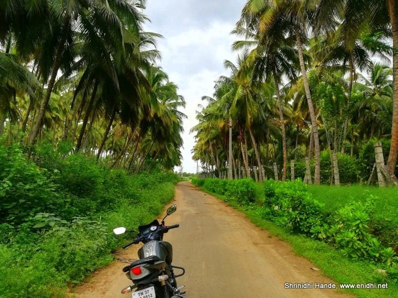 Tender Coconuts Help Farmers