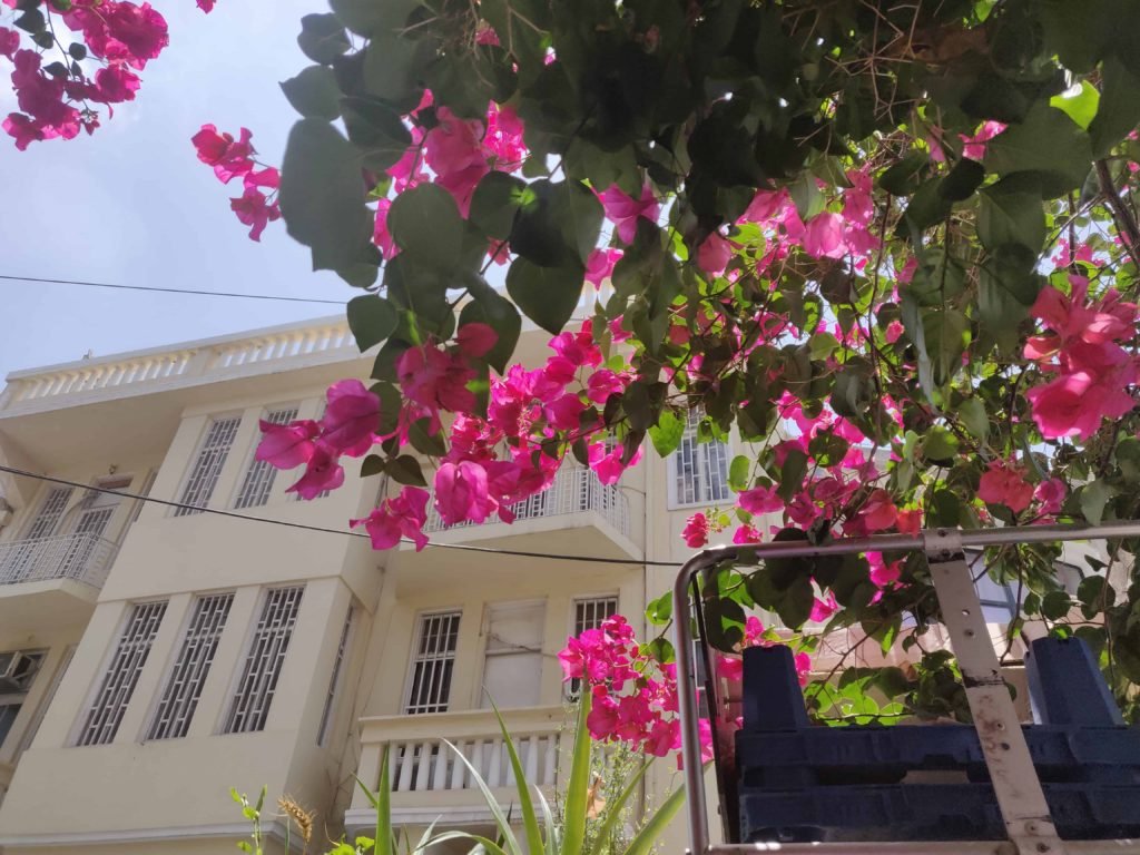 Bougainvillaea Flowers