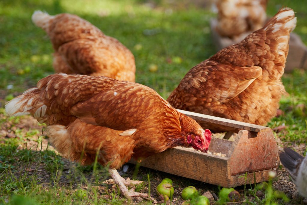 Chickens On Traditional Free Range Poultry Farm