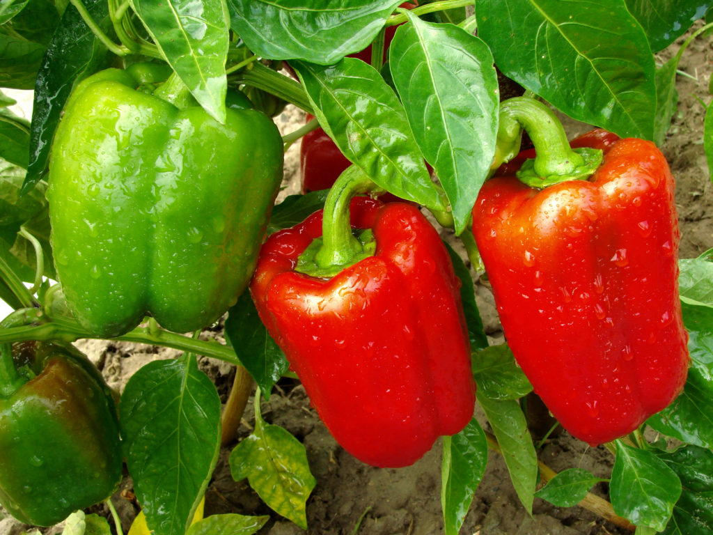 Health Benefits Of Sweet Red And Green Peppers