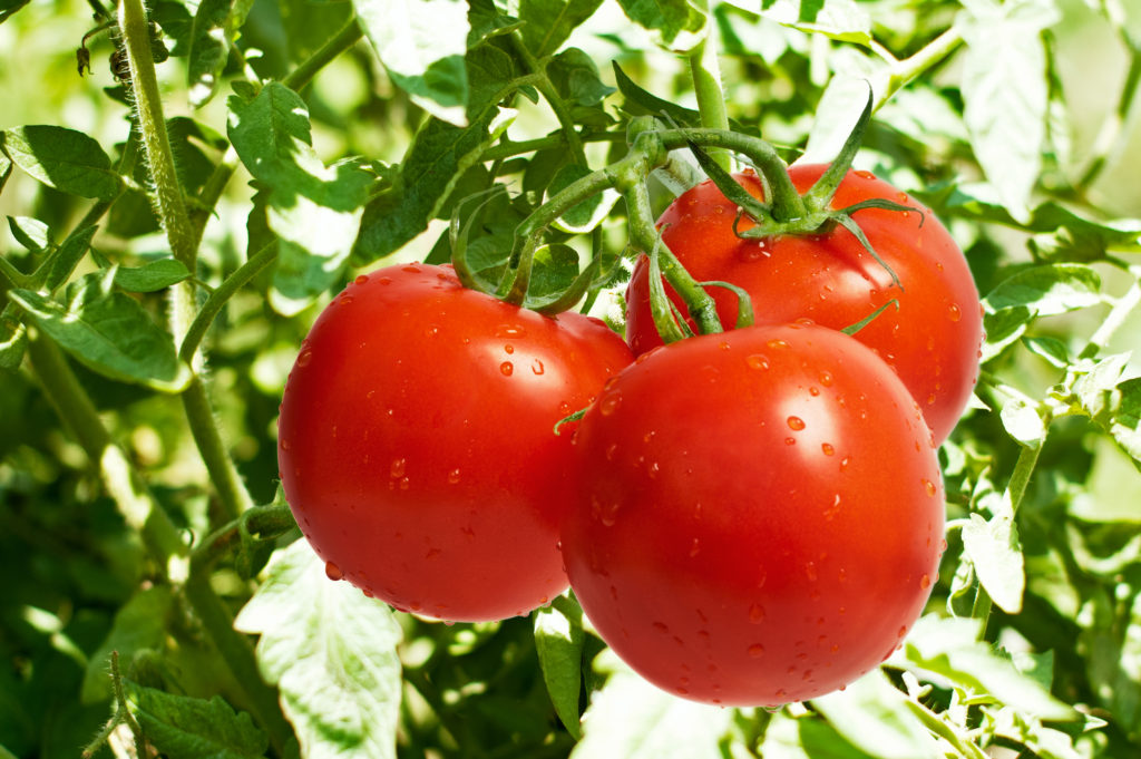 Health Benefits Of Eating Tomatoes